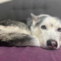 Sibirya Kurdu (Husky), Köpek  Alis fotoğrafı