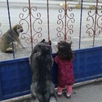 Sibirya Kurdu (Husky), Köpek  Zena fotoğrafı