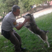 Sibirya Kurdu (Husky), Köpek  Zena fotoğrafı