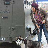 Sibirya Kurdu (Husky), Köpek  Zena fotoğrafı