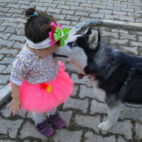 Sibirya Kurdu (Husky), Köpek  Zena fotoğrafı