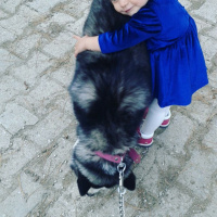 Sibirya Kurdu (Husky), Köpek  Zena fotoğrafı