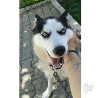 Sibirya Kurdu (Husky), Köpek  Zena fotoğrafı