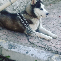 Sibirya Kurdu (Husky), Köpek  Zena fotoğrafı