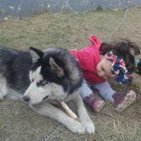 Sibirya Kurdu (Husky), Köpek  Zena fotoğrafı