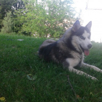 Sibirya Kurdu (Husky), Köpek  Zena fotoğrafı