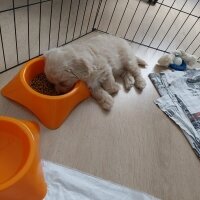 Maltese, Köpek  lucy fotoğrafı