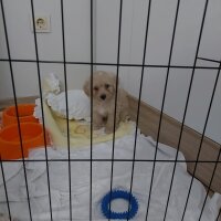 Maltese, Köpek  lucy fotoğrafı