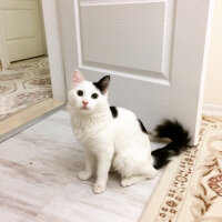 Ankara Kedisi, Kedi  PATİ fotoğrafı