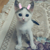 Tekir Kedi, Kedi  Tarçın fotoğrafı