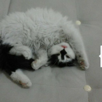 Ankara Kedisi, Kedi  Pamuk fotoğrafı