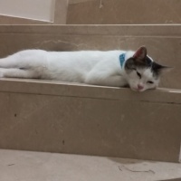Tekir Kedi, Kedi  Paşa fotoğrafı