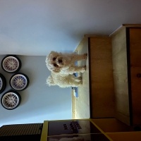 Maltese, Köpek  Lima fotoğrafı