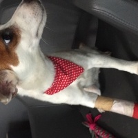 Jack Russell Terrier, Köpek  isim koyulmadı fotoğrafı
