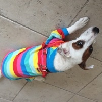 Jack Russell Terrier, Köpek  isim koyulmadı fotoğrafı