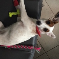 Jack Russell Terrier, Köpek  isim koyulmadı fotoğrafı