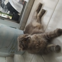 British Shorthair, Kedi  Ballı fotoğrafı