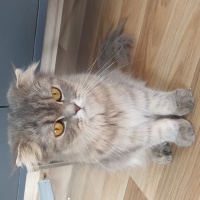 British Shorthair, Kedi  Ballı fotoğrafı