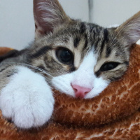 Tekir Kedi, Kedi  Tommy fotoğrafı