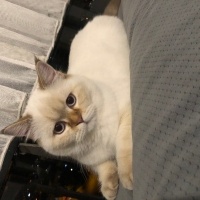 British Shorthair, Kedi  Boncuk fotoğrafı