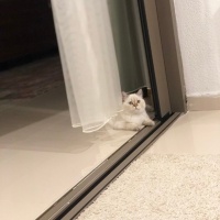British Shorthair, Kedi  Boncuk fotoğrafı