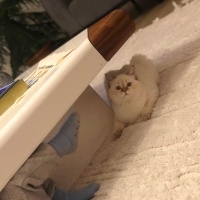 British Shorthair, Kedi  Boncuk fotoğrafı