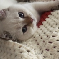 British Shorthair, Kedi  Boncuk fotoğrafı