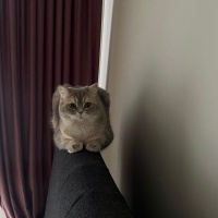 British Shorthair, Kedi  Duman fotoğrafı