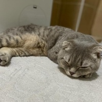 Scottish Fold, Kedi  Tosun fotoğrafı