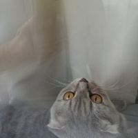 Scottish Fold, Kedi  Tosun fotoğrafı