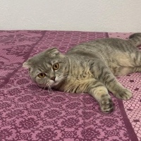 Scottish Fold, Kedi  Tosun fotoğrafı