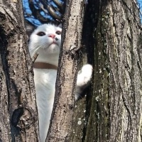 Tekir Kedi, Kedi  PAMUK fotoğrafı