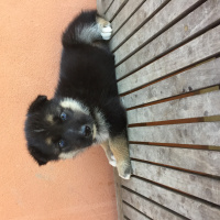 Alman Çoban Köpeği, Köpek   Lord&gizmo fotoğrafı