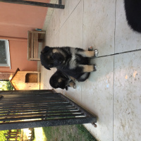 Alman Çoban Köpeği, Köpek   Lord&gizmo fotoğrafı