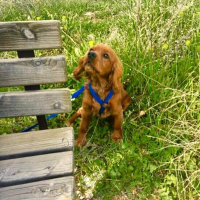 İngiliz Cocker Spaniel, Köpek  Toffy fotoğrafı