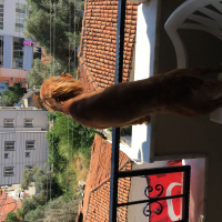 İngiliz Cocker Spaniel, Köpek  Toffy fotoğrafı
