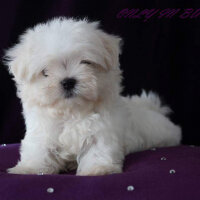 Maltese, Köpek  Yankı  fotoğrafı