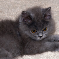 Chinchilla, Kedi  toprak fotoğrafı