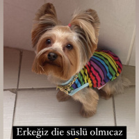 Yorkshire Terrier, Köpek  Çiko fotoğrafı