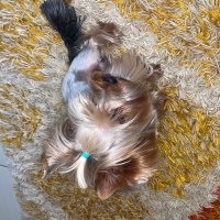 Yorkshire Terrier, Köpek  Çiko fotoğrafı