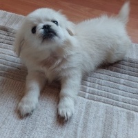 Pekingese, Köpek  Leo fotoğrafı