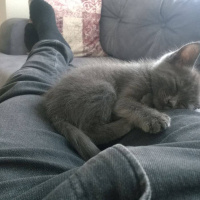 Chartreux, Kedi  PANTER fotoğrafı