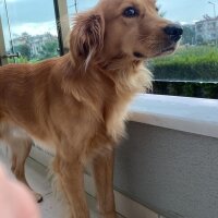 Golden Retriever, Köpek  Fıstık fotoğrafı