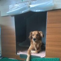 Golden Retriever, Köpek  Fıstık fotoğrafı