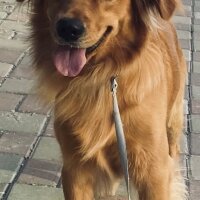 Golden Retriever, Köpek  Fıstık fotoğrafı