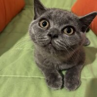 British Shorthair, Kedi  Karam fotoğrafı