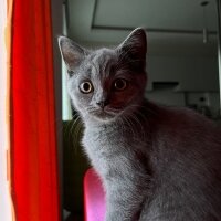 British Shorthair, Kedi  Karam fotoğrafı