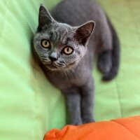 British Shorthair, Kedi  Karam fotoğrafı