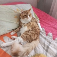 Sarman, Kedi  Hüsrev fotoğrafı