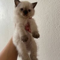 British Shorthair, Kedi  British pluepoint fotoğrafı